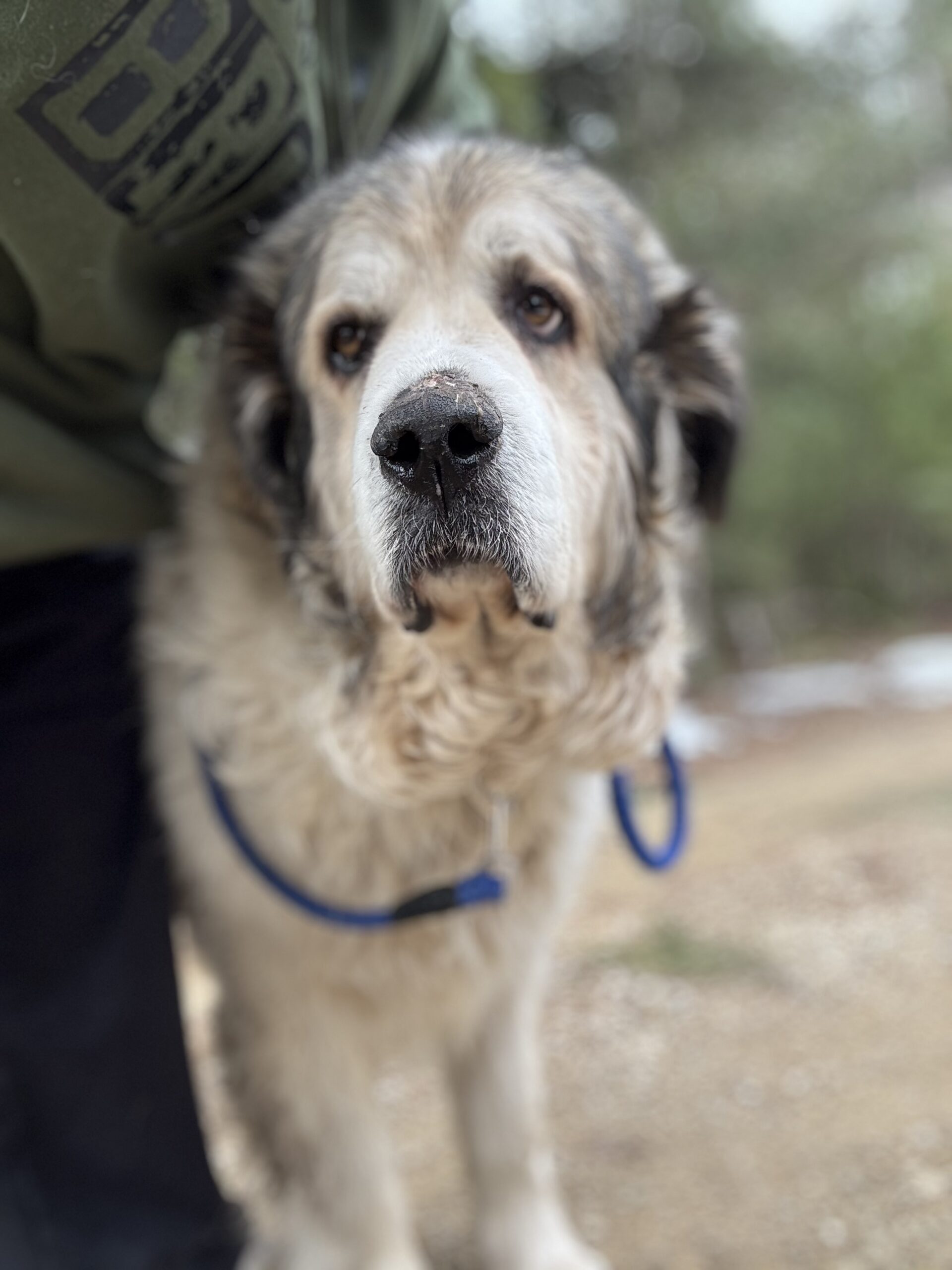 Anna, a Great Pyrenees available for adoption through GPRW